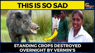 This is so sad| Standing crops destroyed overnight by vermin's