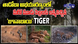 Junabai Tiger gives birth to three more babies at Tadoba Sanctuary | tadoba Sanctuary | TopTeluguTV