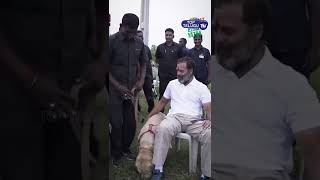 Rahul Gandhi Playing with Dog In Jodo Yatra #rahulgandhi #jodoyatra #ytshorts  || Top Telugu TV