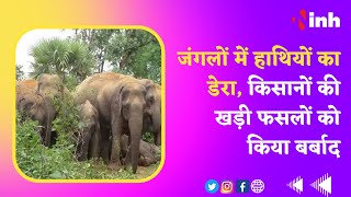 Balrampur के जंगलों में हाथियों का डेरा, किसानों की खड़ी फसलों को किया बर्बाद | News Today | CG News