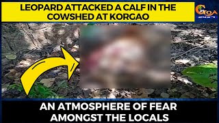 Leopard attacked a calf in the cowshed at Korgao. An atmosphere of fear amongst the locals