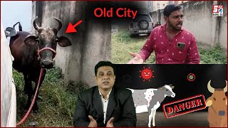 Old City Ke Jaanwar Mein Mila Lumpy Virus | Bahadurpura Slaughter House Ke Pass | HYD...@Sach News