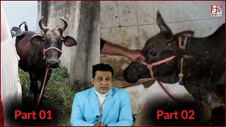 Part 03 | Old City Ke Jaanwar Mein Mila Lumpy Virus | Bahadurpura Slaughter House Ke Pass | HYD...