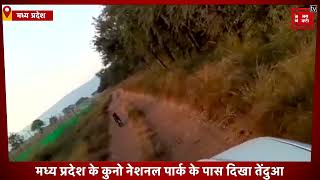 Madhya Pradesh के कुनो नेशनल पार्क के पास देखा गया तेंदुआ,वीडियो सोशल मीडिया पर वायरल।