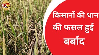 किसानों की धान की फसल हुई बर्बाद | BULLETIN | Bihar | KKD NEWS LIVE