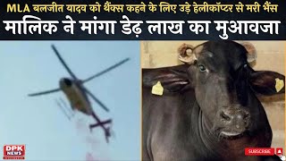 राजस्थान के विधायक  साहब के हेलीकॉप्टर से भेंस की मौत | Rajasthan News | Alwar helicopter