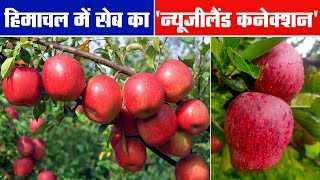 Himachal में कहां तैयार हुई नवंबर में सेब की नई वैरायटी, बागवानों के लिए उम्मीद का फल