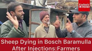 Dekho Baramulla Mai Baed(Sheep)Kaisay Mar Rahay Hain:Injections Kay Bad:Farmers Ka Ilzam