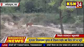 मध्यप्रदेश|नर्मदापुरम|सतपुड़ा टाइगर रिजर्व में गश्त कर रहे|डिप्टी रेंजर,चौकीदार के सामने आया बाघ