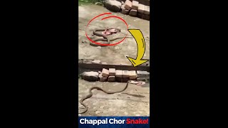 Chappal Chor Snake!