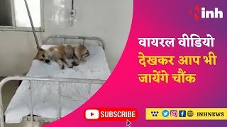 Viral Video देखकर आप भी जायेंगे चौंक, Government Hospital में मरीज के बेड पर Dog
