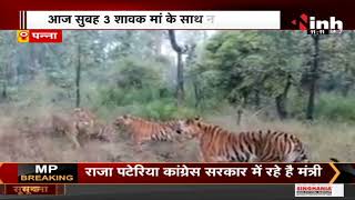 Panna Tiger Reserve पर दूर-दूर से आ रहे Tourist, चार बाघ हुए कैमरे में कैद...