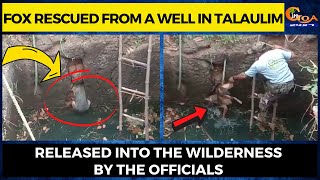 Fox rescued from a well in Talaulim. Released into the wilderness by the officials