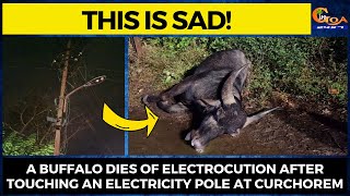 This is sad! A buffalo dies of electrocution after touching an electricity pole at Curchorem