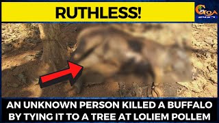 #Ruthless! An unknown person killed a buffalo by tying it to a tree at Loliem Pollem