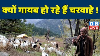खतरे में है हिमालय की भेड़ |Traditional sheep farming in the Himalayas | Eco India | #dwhindi
