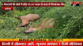 Aligarh : 5 नीलगायों की खेतों में छोड़े गए HT लाइन के करंट से चिपक कर मौत