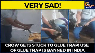 #VerySad- Crow gets stuck to glue trap! Use of glue trap is banned in India