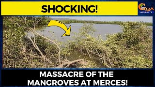 #Shocking! Massacre of the Mangroves at Merces!