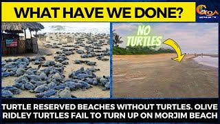 What have we done? Turtle reserved beaches without turtles. Olive Ridley Turtles fail to turn up