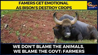 Famers get emotional as bison's destroy crops. We don't blame the animals, we blame the Govt:Farmers