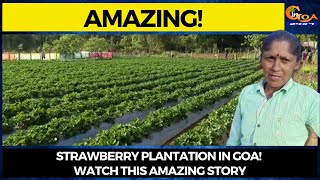 #Amazing! Strawberry plantation in Goa! Watch this amazing story