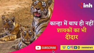 Tiger in Kanha National Park : कान्हा पार्क में हुआ बाघ और शावक का दीदार, Video Viral