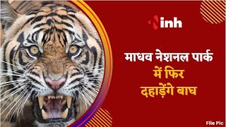 MP Tiger Reserves : Madhav National Park में फिर दहाड़ेंगे बाघ | छोड़े जाएंगे 3 टाइगर