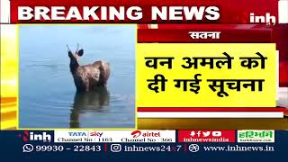 Black Buck | तालाब में फंसा काला हिरण, देखिए Video | Satna News | Hindi News