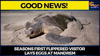 #GoodNews! Seasons first flippered visitor lays eggs at Mandrem