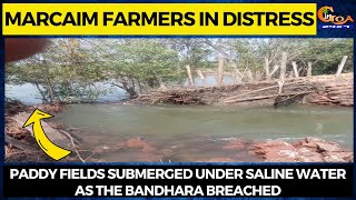 Marcaim farmers in distress. Paddy fields submerged under saline water as the bandhara breached