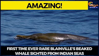 #Amazing! First time ever rare Blainville's beaked whale sighted from Indian seas