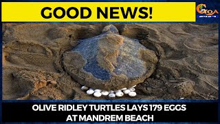 #GoodNews! Olive Ridley Turtles lays 179 eggs at Mandrem beach
