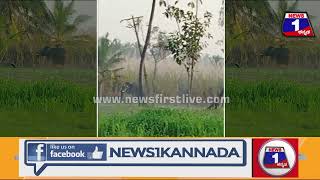 Chikkarasinakereಯಲ್ಲಿ ಒಂಟಿ ಸಲಗದ ಆರ್ಭಟ #elephant #chikkarasinakere #news1kannada #mandya | News 1