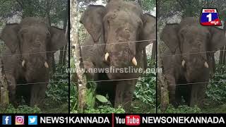Wild Elephant _ ಕಾಫಿ ತೋಟದಲ್ಲಿ ಒಂಟಿ ಸಲಗದ ಆರ್ಭಟ _ Coffee Estate| News 1 Kannada | Mysuru