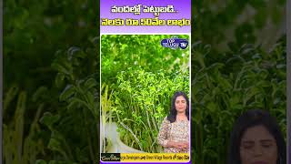 ఇంట్లోనే వ్యాపారం. వందల్లో పెట్టుబడి. లక్షల్లో లాభం | how to grow microgreens at home |Top Telugu TV