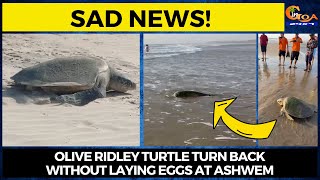 #SadNews! Olive Ridley turtle turn back without laying eggs at Ashwem