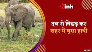 Ambikapur Elephant News: दल से बिछड़ हाथी शहर में घुसा | तोड़फोड़ कर बांसबाड़ी में जमाया डेरा