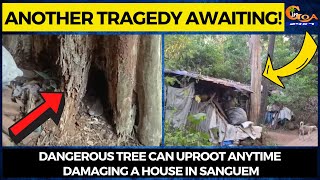 Another tragedy awaiting! Dangerous tree can uproot anytime damaging a house in Sanguem