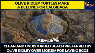 Olive Ridley turtles make a beeline for Galgibaga.