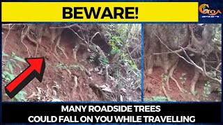 Commuters on Canacona highway BEWARE! Many roadside trees could fall on you while travelling