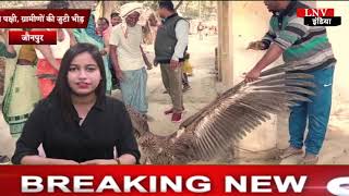 Jaunpur News: सैदपुर गड़उर में मिला दुर्लभ प्रजाति का पक्षी, ग्रामीणों की जुटी भीड़