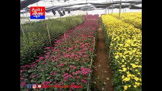 રાજકોટ જિલ્લામાં ફુલોની ખેતી બદલ બે વર્ષમાં 4.32 લાખની સહાય અપાઈ