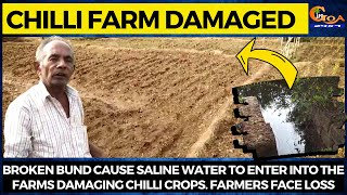 Broken bund cause saline water to enter into the farms damaging chilli crops. Farmers face loss