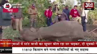 अमानगढ़ रेंज में मिला हाथी का शव, मचा हड़कंप