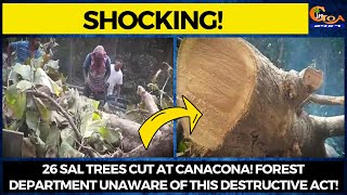 #Shocking- 26 Sal trees cut at Canacona! Forest Department unaware of this destructive act!