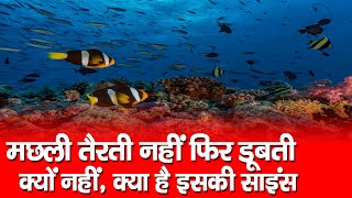Fishes | Without Swimming | Swim Bladder