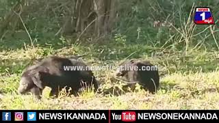 Nagarahole National Park : ಮರಿಗಳ ರಕ್ಷಣೆಗೆ ಹುಲಿ ಜೊತೆ ಕರಡಿ ರಣ ರೋಚಕ ಕಾಳಗ | News 1 Kannada | Mysuru