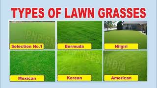 Natural lawn grass