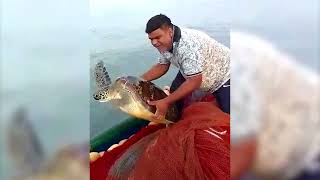 #GodBless! Green Sea turtle trapped in fishing net rescued by Gracious Coutinho at Vasco sea